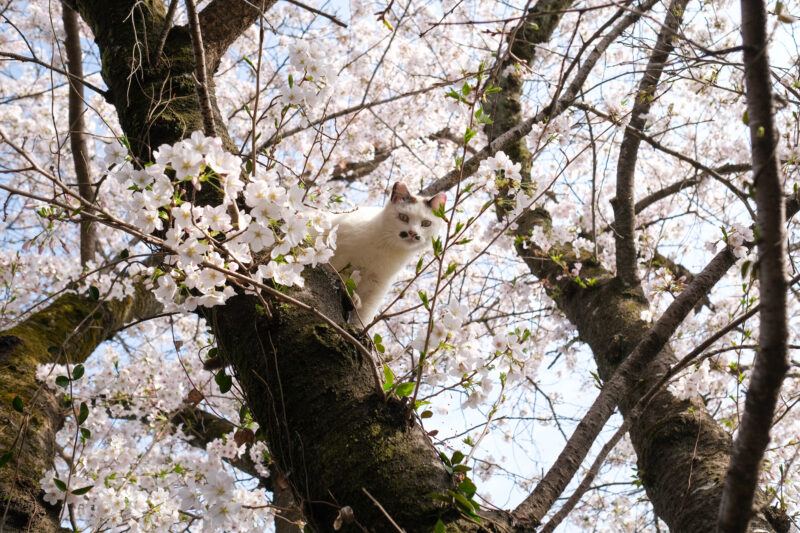 桜の木に登る猫